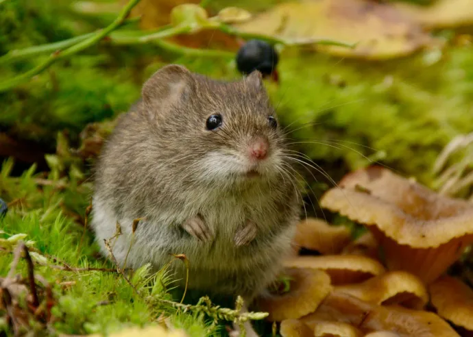 Jelenet a filmből: gombszemeivel pislogó erdei pocok – Forrás: Mozinet