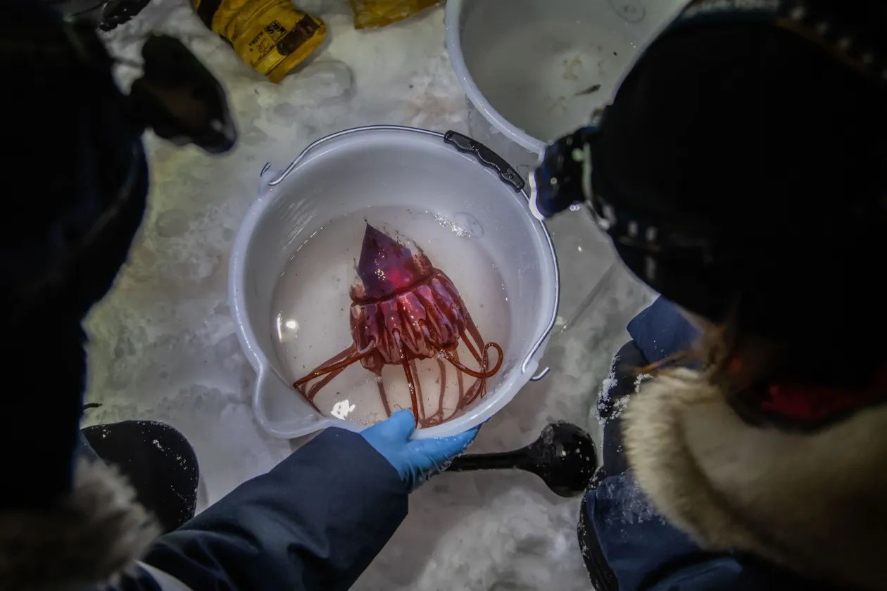 Charlotte Havermans, az Alfred Wegener Sarkvidéki és Tengeri Kutatóintézet kutatója, valamint (jobbra) és Marine Ilg, a Kings Bay Tengeri Laboratórium munkatársa planktonhálót telepítenek biológiai kutatás céljából a Kongsfjordenben. Charlotte Havermans vezeti az Arctic Jellies kutatócsoportot, amely a sarki medúzák sokféleségét, ökológiáját és adaptációját vizsgálja. Az Északi-sarkvidéken bekövetkező változások a vízoszlopra és az abban élő szervezetekre is hatással vannak. Charlotte Havermans először 2022 januárjában, a sarki éjszaka során figyelte meg a sisakos medúzát. Ez egy új faj a sarki vizekben, amely néhány évvel korábban jelent meg a fjordban, és ami veszélyt jelenthet a biodiverzitásra. A medúzák elszaporodása, amelyet az atlanti fajok északra húzódása idéz elő, valószínűleg a klímaváltozás következménye, és hatással lehet a helyi halállományra. A melegebb vizekből érkező medúzák az őshonos sarki halfajokkal versengenek ugyanazokért a táplálékforrásokért, ami így megváltoztathatja az ökoszisztémát. Charlotte Havermans és kutatócsoportja egyik fő kutatási területe a Spitzbergák, ahol a Kongsfjorden medúzapopulációját vizsgálják Ny-Ålesund közelében. / Sisakos medúza (Periphylla periphylla), amelyet az Alfred Wegener Intézet kutatói, Charlotte Havermans és kollégái találtak a Kongsfjordenben, a Ny-Ålesund kutatóbázis közelében – Fotó: Esther Horvath