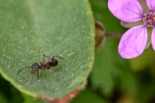 Zúgott egy grazi nő füle, kiderült, hogy egy hangya mászkált benne