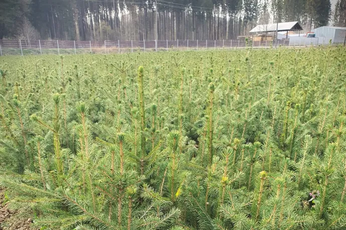 18 547 fenyőt vág ki az állami erdészet karácsonyra