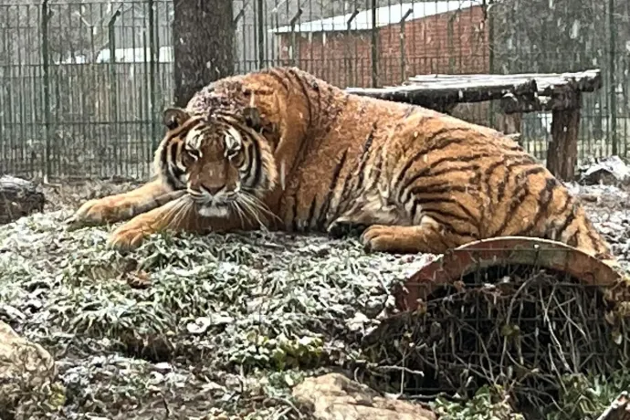 Megölt egy tigris egy gondozót hétfőn Piteşti állatkertjében