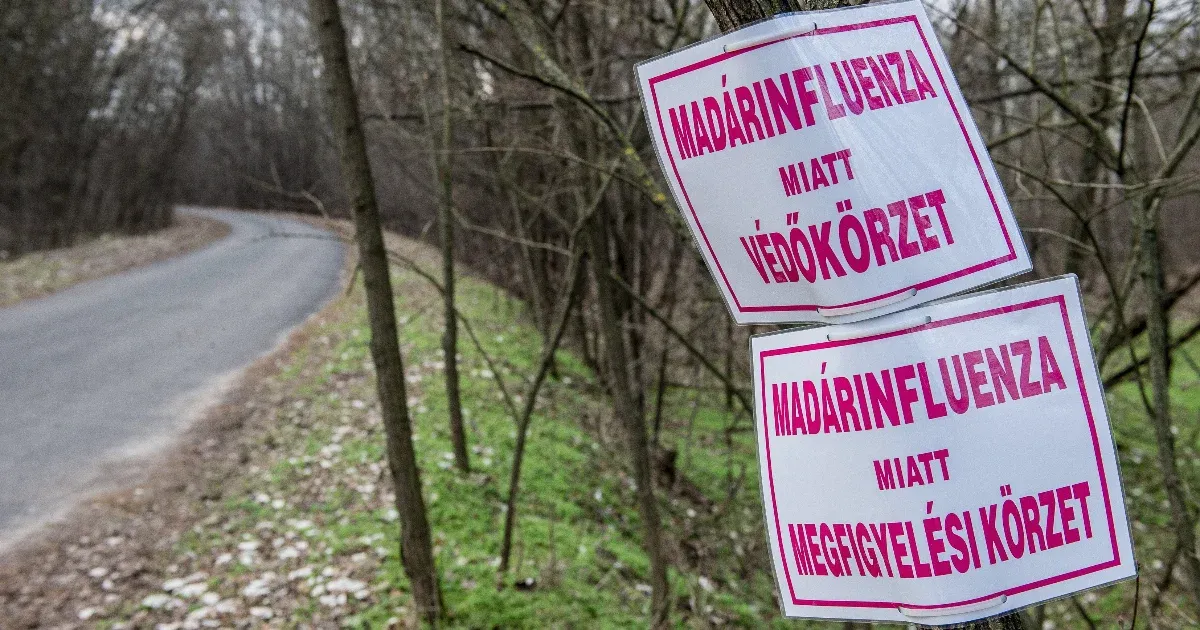 Nébih: Szabolcs-Szatmár-Beregben is jelen van a madárinfluenza