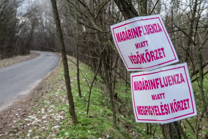 Nébih: Szabolcs-Szatmár-Beregben is jelen van a madárinfluenza