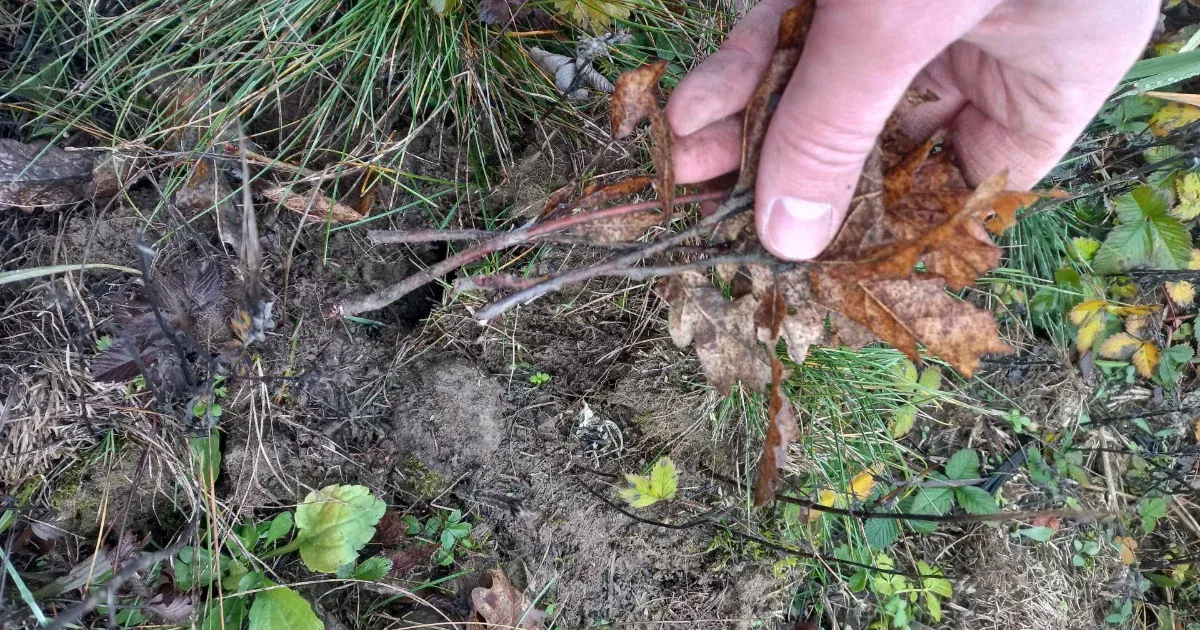 Egerészölyveket és menyéteket küldenek az erdőpusztító mezei pockokra a Pilisben