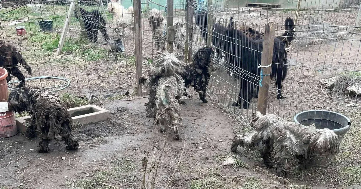 Újabb somogyi szaporítótelepet találtak az állatvédők, csontsovány, összeragadt szőrű kutyákat mentettek ki