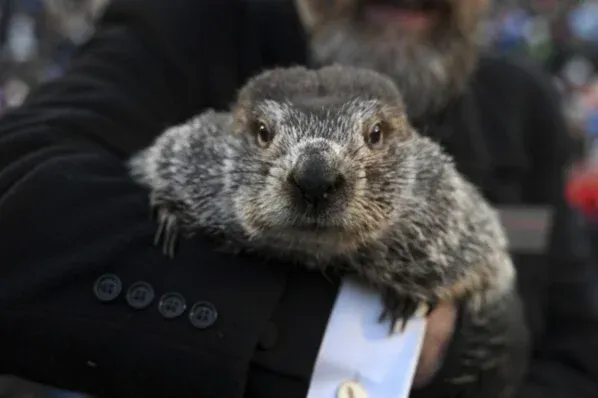 Tudósok kiszámolták, hogy Punxsutawney Phil, a mormota elég rossz időjós