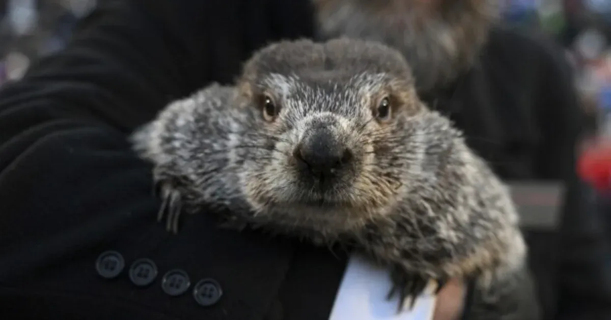 Tudósok kiszámolták, hogy Punxsutawney Phil, a mormota elég rossz időjós