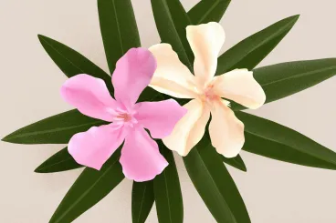 Zsembery Péter: Családfa