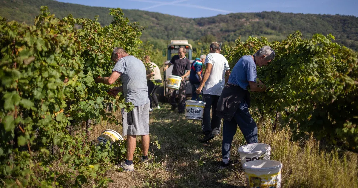 Ki fogja leszedni a paradicsomot? – faraghat a kormány az alkalmi munka új szabályain, miután kiakadtak a mezőgazdasági cégek