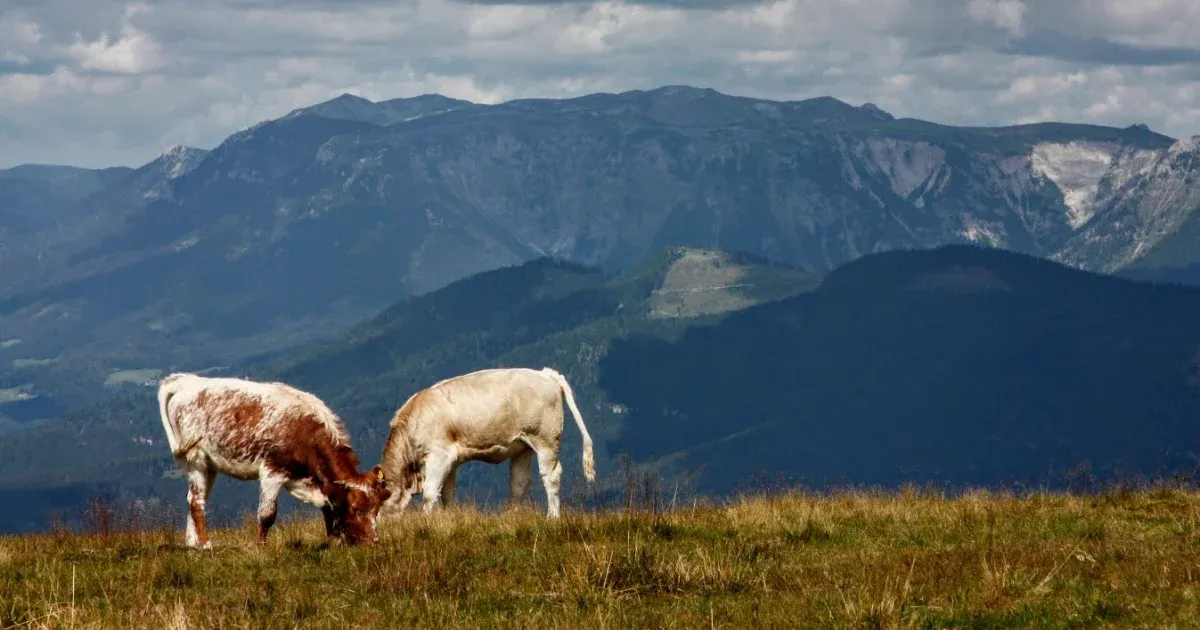 Két turistautat is lezártak a ragadós száj- és körömfájás járvány miatt