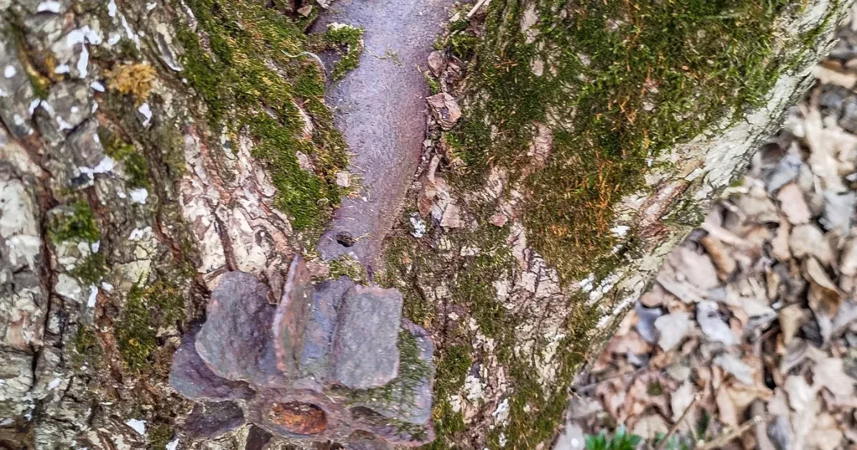 Szovjet aknavetőgránátot találtak egy fába szorulva