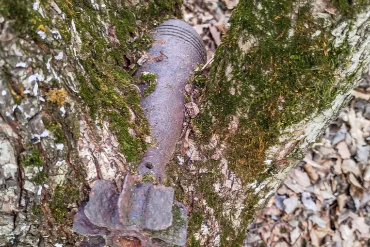 Soviet mortar grenade discovered stuck in tree near Hungarian village