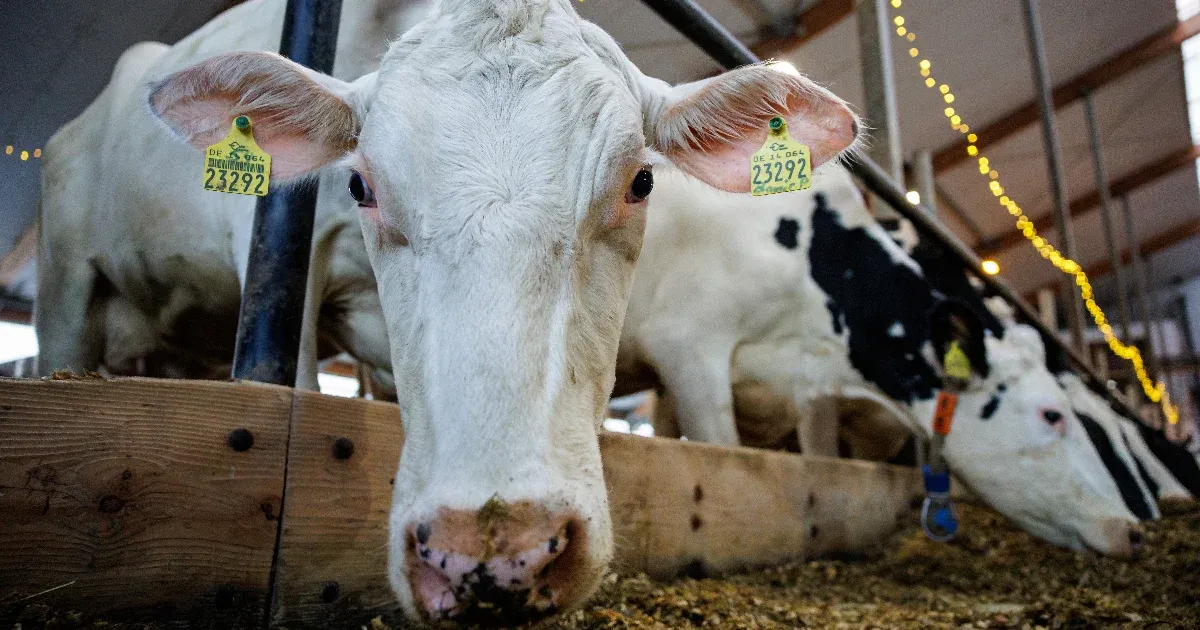 Szlovákiába is betört a ragadós száj- és körömfájás