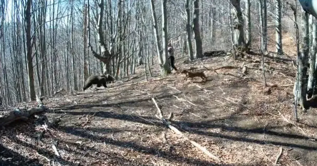 Videón, ahogy egy medve rátámad egy erdőben sétáló férfira, aki válaszul egy fejszével vágja fejbe