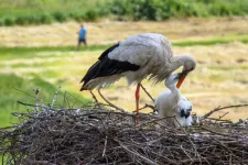 Természetkedvelő vagy és szereted a madarakat? Legyél gólyagondnok!