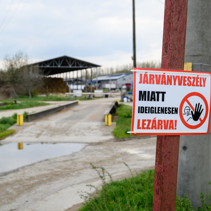 Eleve fogyatkozó magyar állatállományt kezdett el tizedelni a járvány