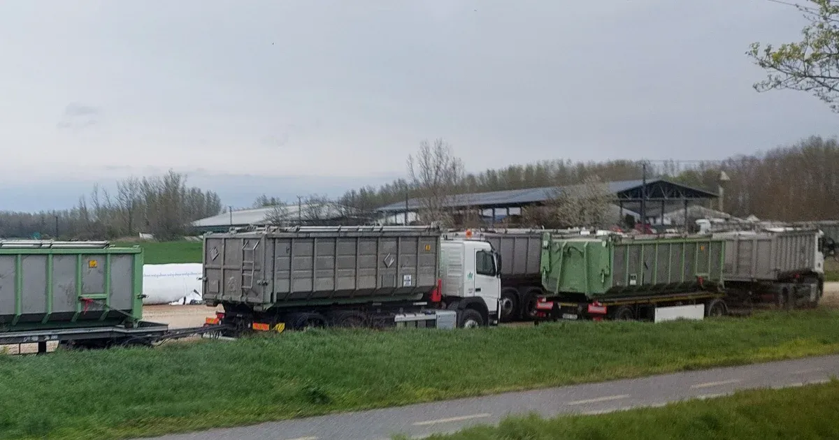 Ma elindul a dunakiliti és darnózseli telep felszámolása, Bábolnára viszik a leölt állatokat