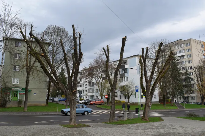 Az ág nélkül maradt fák metszése tűréshatáron belül van a sepsiszentgyörgyi kertészet vezetője szerint
