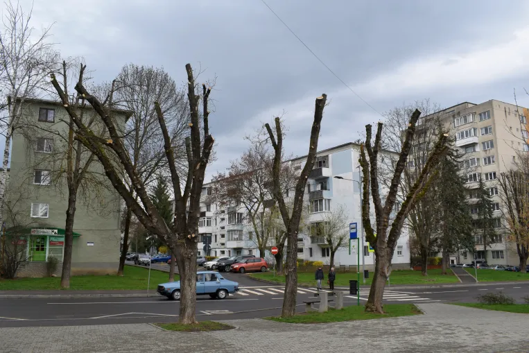 Az ág nélkül maradt fák metszése tűréshatáron belül van a sepsiszentgyörgyi kertészet vezetője szerint