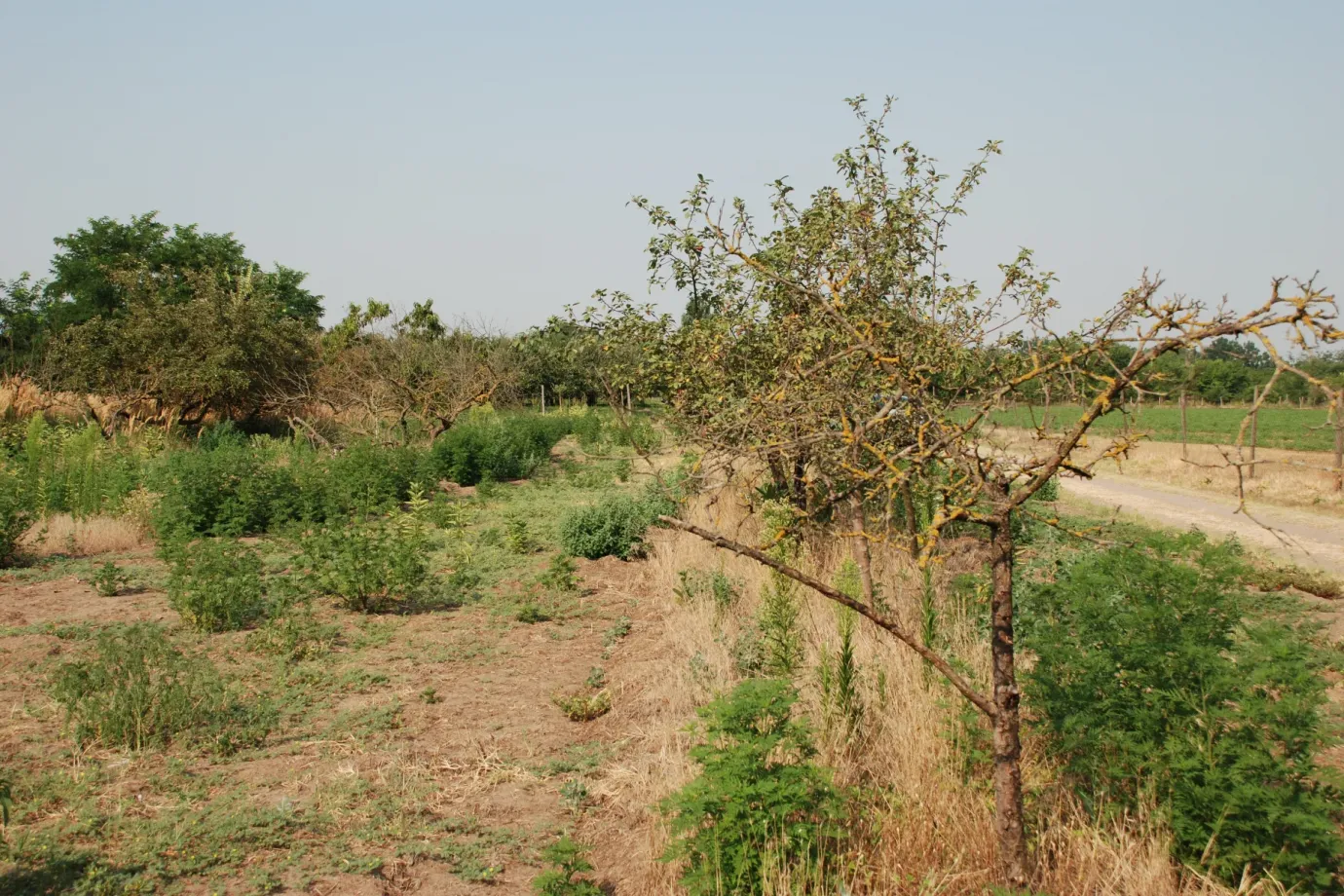Telex: A teljes kiszáradás határán áll a Duna–Tisza közi Homokhátság ...