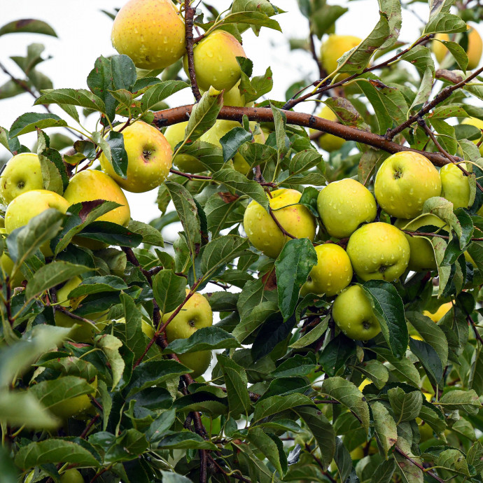 Elfagyott az almatermés egy része, visszaszorulóban van a hazai termesztés