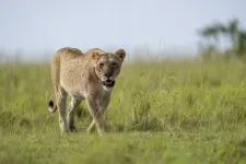 Otthonából ragadott el egy 14 éves lányt egy oroszlán Kenyában