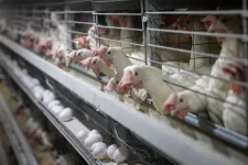 Szarvason is felbukkant a madárinfluenza, 40 ezer pulykát kellett leölni