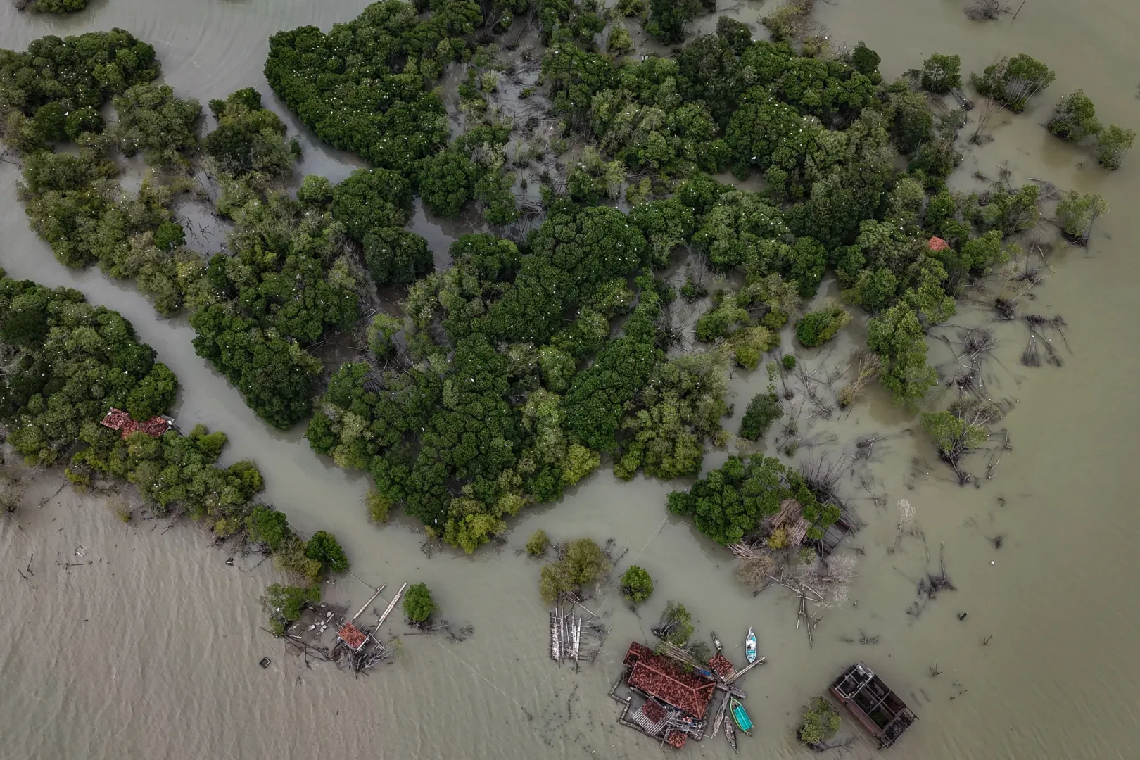 A Pasijah által telepített mangrovefák a háza körül – Fotó: Ajeng Dinar Ulfiana / Reuters