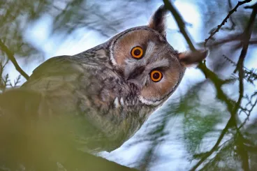 A baglyok szeme annyira durva, hogy a fülükön keresztül is látszik