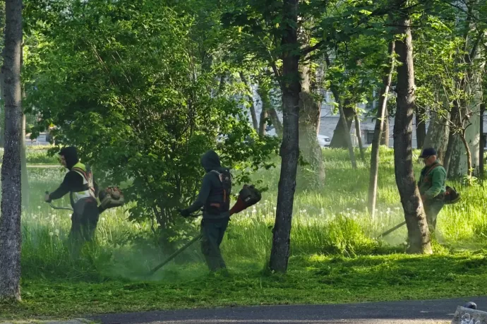 A temesváriak nem kérnek a mozaikos kaszálásból, szerintük káoszos lett a város zöld programja