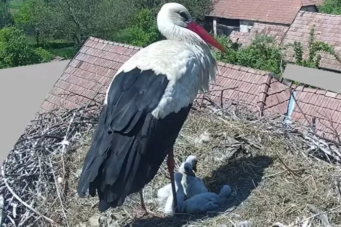 Kikelt a negyedik gólyafióka is az egyik sáromberki fészekben