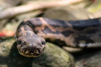 Döglött kígyót tartalmazó iskolai ebédtől lett rosszul több mint száz gyerek Indiában
