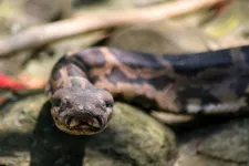 Döglött kígyót tartalmazó iskolai ebédtől lett rosszul több mint száz gyerek Indiában
