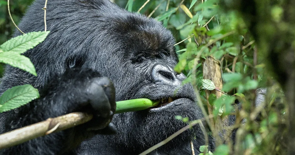Egyetlen kérdés maradt az emberiség számára: 100 férfi legyőzne-e egy gorillát?