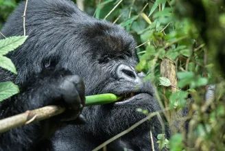Egyetlen kérdés maradt az emberiség számára: 100 férfi legyőzne-e egy gorillát?