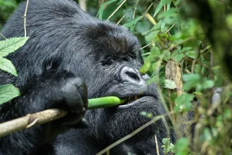 Egyetlen kérdés maradt az emberiség számára: 100 férfi legyőzne-e egy gorillát?