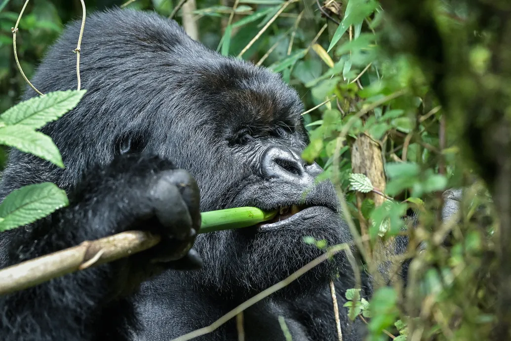 Egyetlen kérdés maradt az emberiség számára: 100 férfi legyőzne-e egy gorillát?