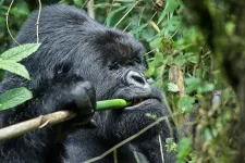Egyetlen kérdés maradt az emberiség számára: 100 férfi legyőzne-e egy gorillát?