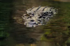 Szelfizni akart egy krokodillal, mert azt hitte, az állat csak egy szobor, súlyos sérüléseket szenvedett
