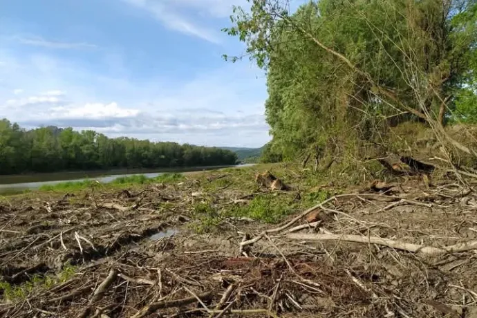 Reagált a nemzeti park a nagymarosi fakivágás ügyére: még a madárfészkeket is ellenőrizték