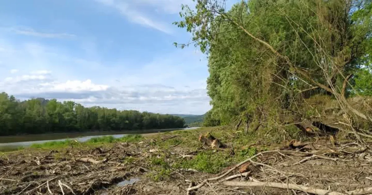 Reagált a nemzeti park a nagymarosi fakivágás ügyére: még a madárfészkeket is ellenőrizték