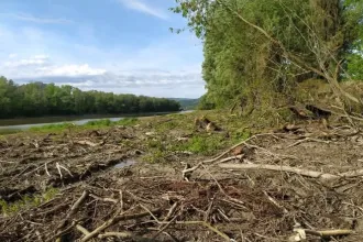 Reagált a nemzeti park a nagymarosi fakivágás ügyére: még a madárfészkeket is ellenőrizték