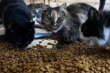 Ha hiányolja a taurint az energiaitalból, csak egyen macskakaját, és igyon anyatejet!