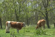 Hetek óta hevernek éhen pusztult szarvasmarhák tetemei egy Csongrád megyei tanyán