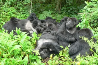 Nem mindegy a gorilláknál, hány barátjuk van, és ez az emberre is igaz lehet