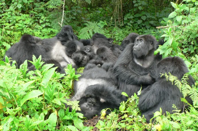 Nem mindegy a gorilláknál, hány barátjuk van, és ez az emberre is igaz lehet