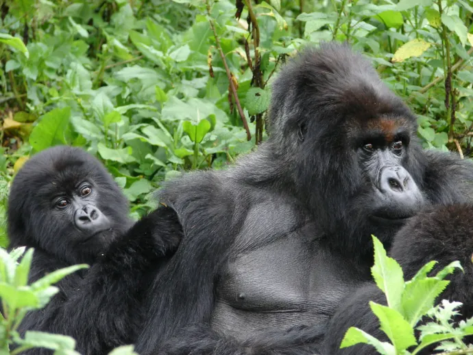 Felül Titus és hatéves lánya, Ikaze, alul pedig Maggie és fia, a négyéves Gasore – Fotó: Dian Fossey Gorilla Fund