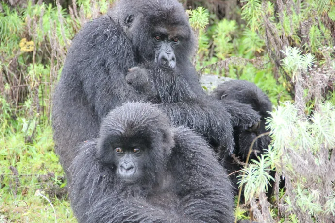 Felül Titus és hatéves lánya, Ikaze, alul pedig Maggie és fia, a négyéves Gasore – Fotó: Dian Fossey Gorilla Fund