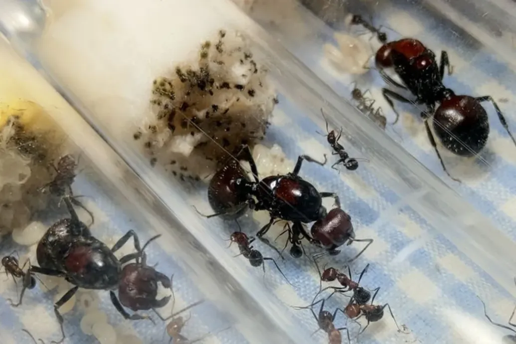 Két belga tinédzser 5 ezer hangyát akart átcsempészni Kenyából