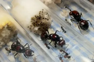 Két belga tinédzser 5 ezer hangyát akart átcsempészni Kenyából